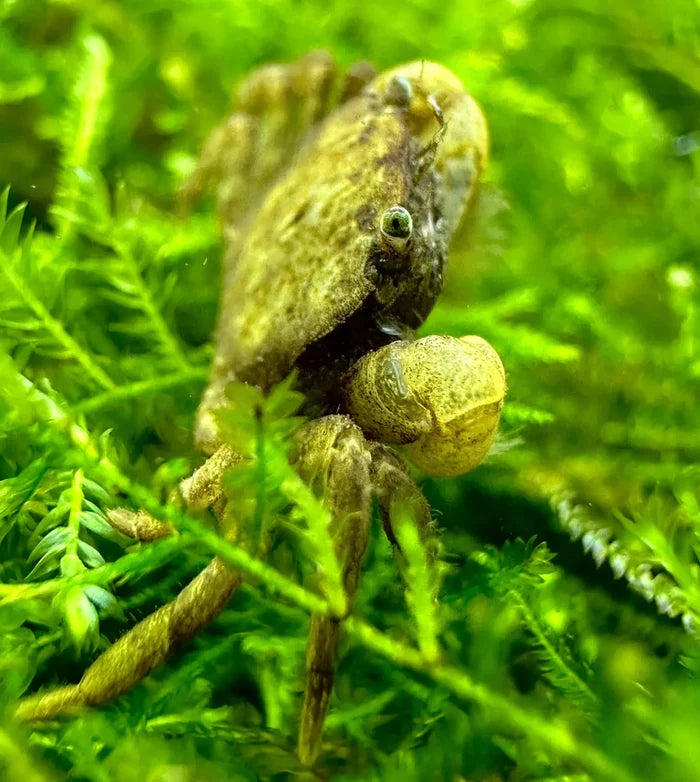 Pom pom crab ptychognathus barbatus with brown textured shell greenish eye and hairy legs among green aquatic plants