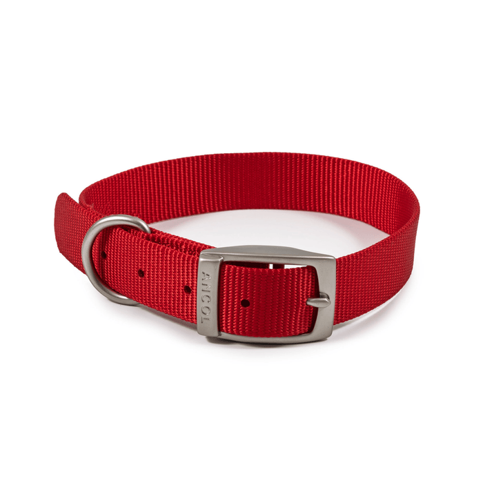 White background with a red Ancol Buckle collar with a metal buckle and D-ring.