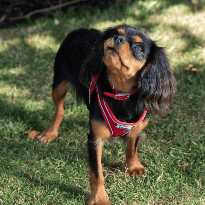 Black and tan Cavalier King Charles Spaniel wearing a red Ancol Buckle dog collar and harness, pictured outside on grass.