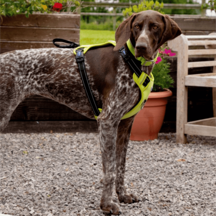A German Shorthaired Pointer dog wearing a bright lime green and black Ancol Viva harness, standing on a gravel path in an outdoor garden setting.