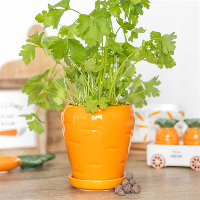 Carrot Shaped Plant Pot with Parsley Seed Balls 🇬🇧