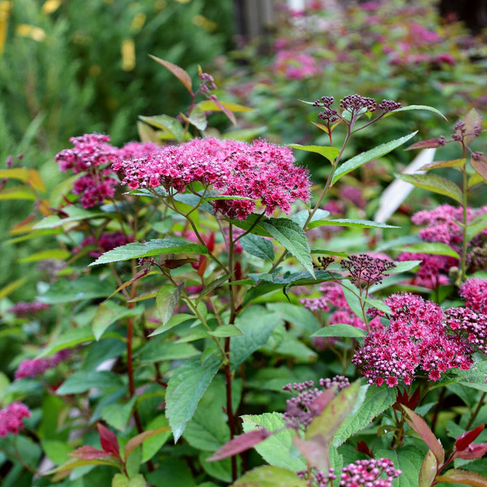 deep pink flowers and bright green lush foliage of the double play spirea