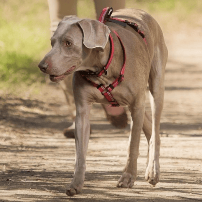 A Weimaraner wearing a red Halti Walking Harness with a person walking behind them on a dirt path.