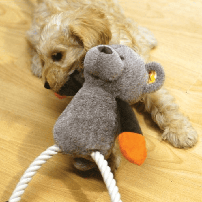 Golden mixed breed puppy playing with teddy bear toy dog with brown head and body with orange ears and hands, white rope legs attached to brown feet pictured on laminate floor.