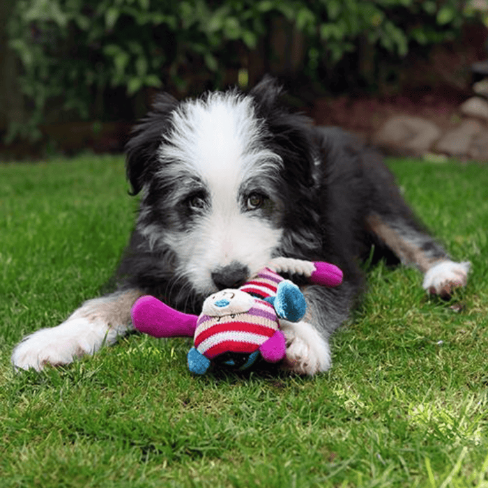 Black and white collie type playing with multi-coloured stripy teddy bear dog toy with stitched eye and mouth details and a blue nose, purply-red and blue ears, arms and feet attached to white rope legs pictured on a grass lawn.