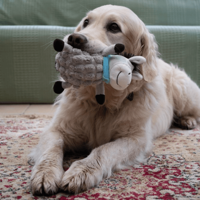 Golden retriever dog with grey donkey dog toy with back mane, tail and hoofs wearing a blue neckerchief in it's mouth. Lying on a pattern rug with a green sofa in the background.