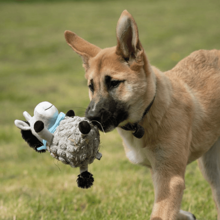 Young German shepherd type dog running with grey donkey dog toy with back mane, tail and hoofs wearing a blue neckerchief in it's mouth on grass.