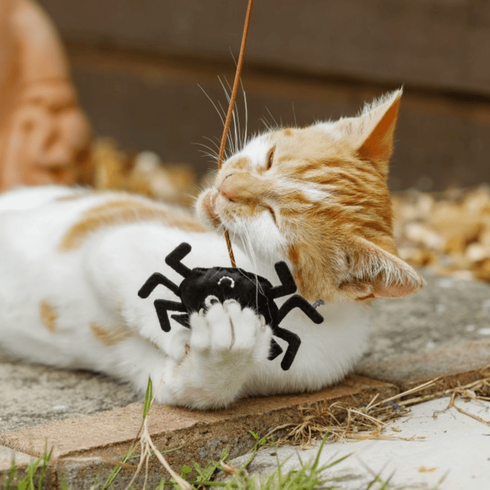 Ginger tabby and white kitten playing outside with black spider cat toy on a fishing-style rod with stitched eye and smile details.