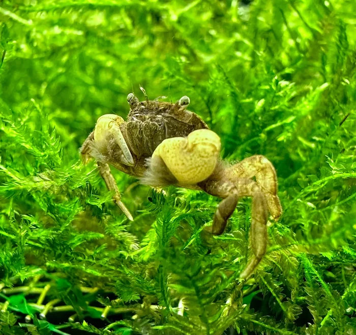 Pom pom crab ptychognathus barbatus small brown and yellow crab with hairy legs resting on green aquatic moss