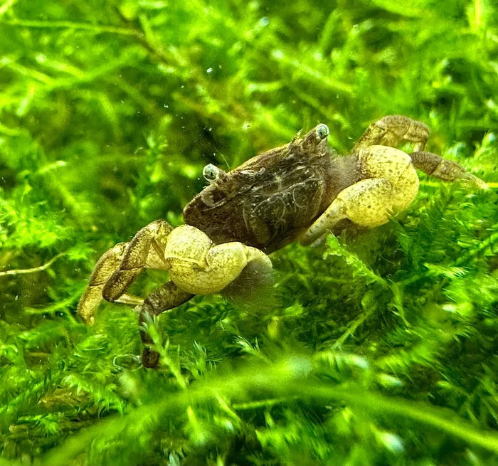 Pom pom crab ptychognathus barbatus with small brown and yellowish textured carapace and prominent claws among green plants