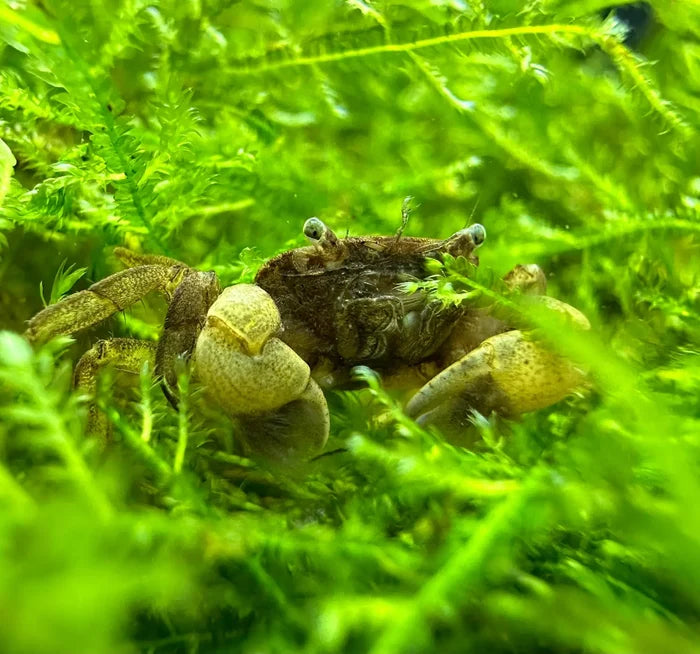 A small mottled brown and beige pom pom crab with rounded claws resting on vibrant green aquatic moss