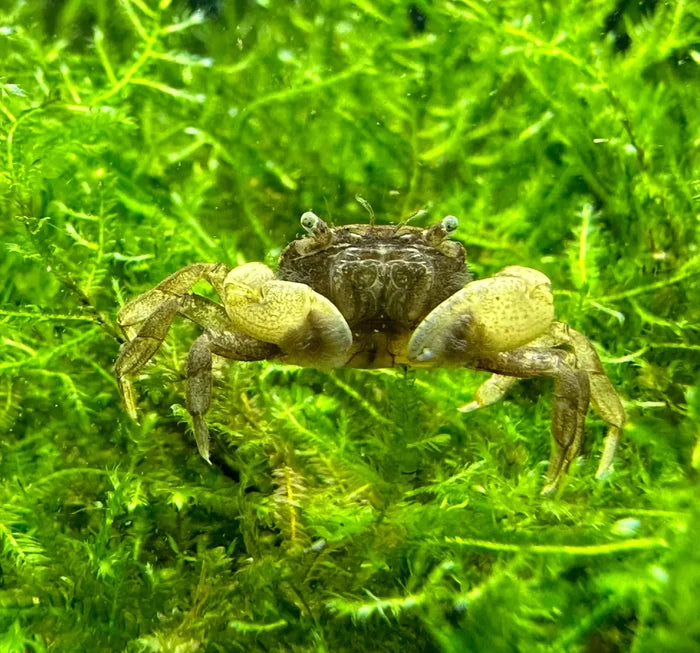 Pom pom crab ptychognathus barbatus with brown and yellow textured carapace and prominent claws among green plants