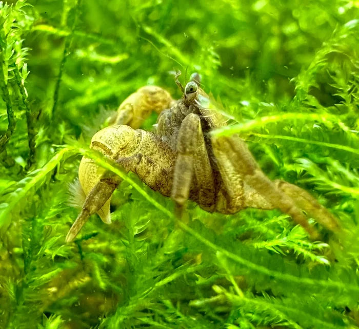 A brown textured pom pom crab with prominent claws and antennae resting among green aquatic plants