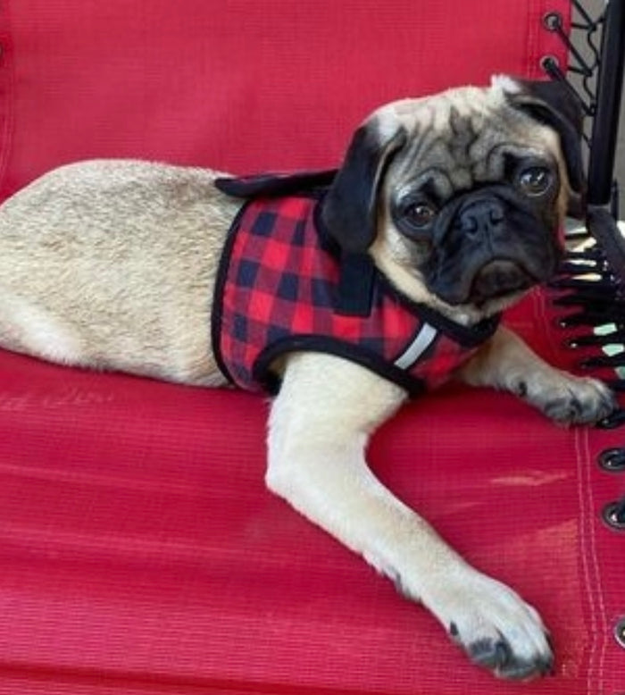 Sidekick Harness | Buffalo Plaid