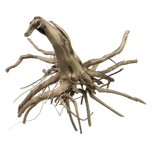 A weathered light brown tiger wood driftwood piece with a gnarled trunk and multiple branching limbs