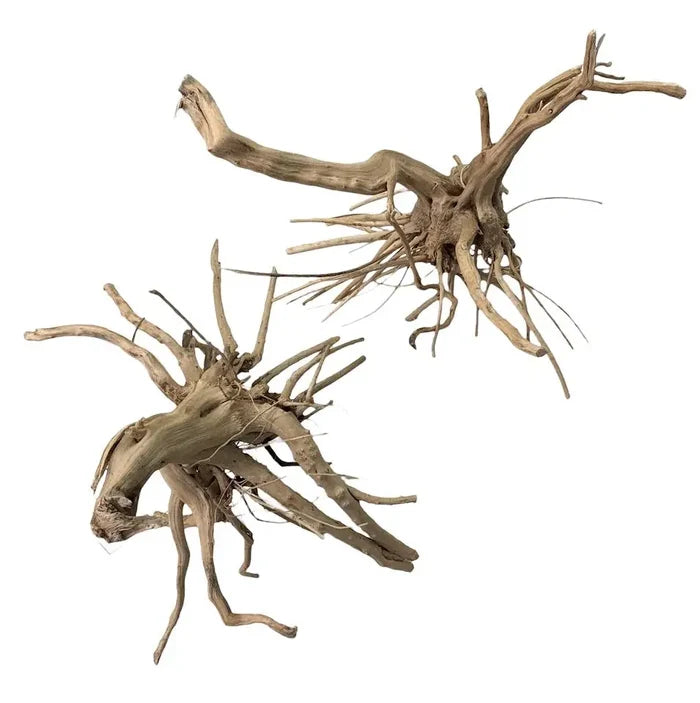 Two intricately twisted tiger wood driftwood pieces in natural beige and light brown with rough weathered textures